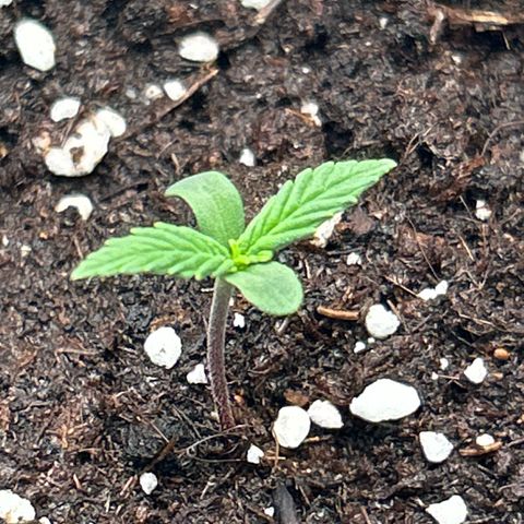 White Widow Automatic growlog timeline photo