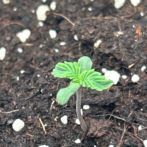 Northern Light Automatic growlog timeline photo