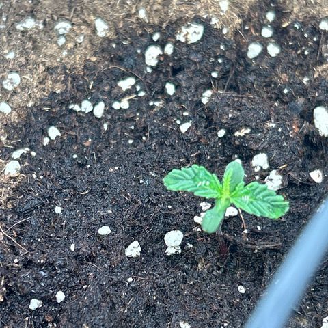 Northern Light Automatic growlog timeline photo