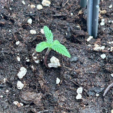 White Widow Automatic growlog timeline photo