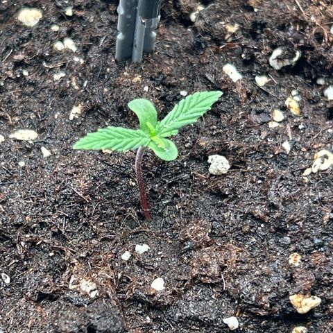 White Widow Automatic growlog timeline photo