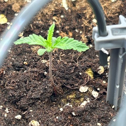 Northern Light Automatic growlog timeline photo