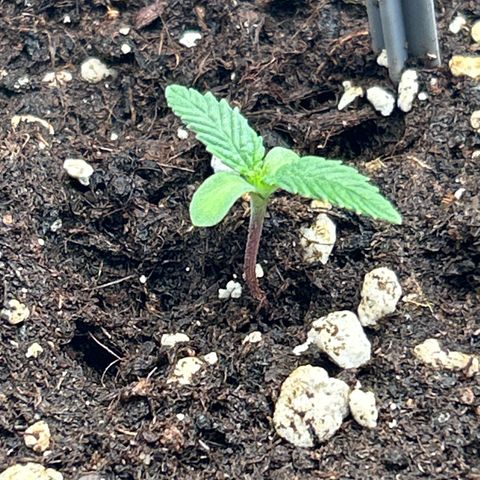 White Widow Automatic growlog timeline photo