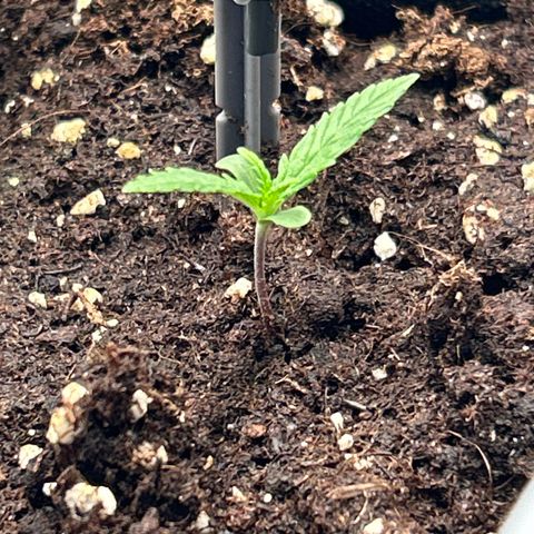 White Widow Automatic growlog timeline photo