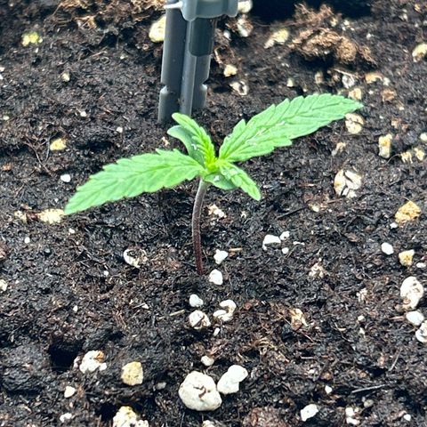 White Widow Automatic growlog timeline photo