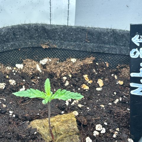 Northern Light Automatic growlog timeline photo