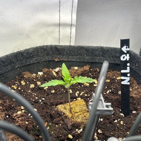 Northern Light Automatic growlog timeline photo