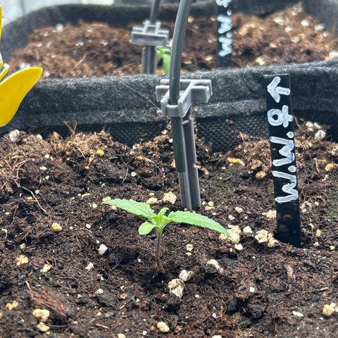 White Widow Automatic growlog timeline photo