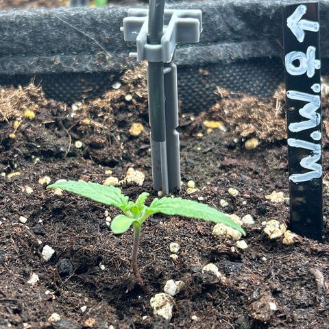 White Widow Automatic growlog timeline photo