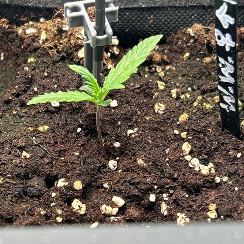White Widow Automatic growlog timeline photo