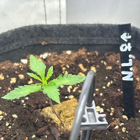Northern Light Automatic growlog timeline photo
