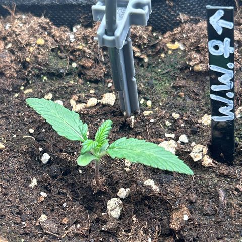 White Widow Automatic growlog timeline photo