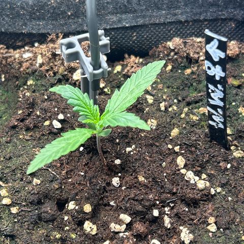 White Widow Automatic growlog timeline photo
