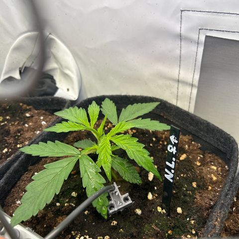 Northern Light Automatic growlog timeline photo