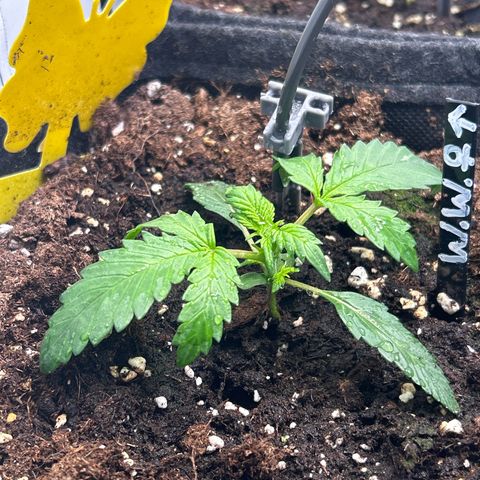 White Widow Automatic growlog timeline photo