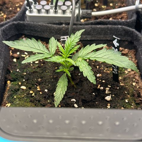 White Widow Automatic growlog timeline photo