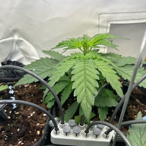 Northern Light Automatic growlog timeline photo