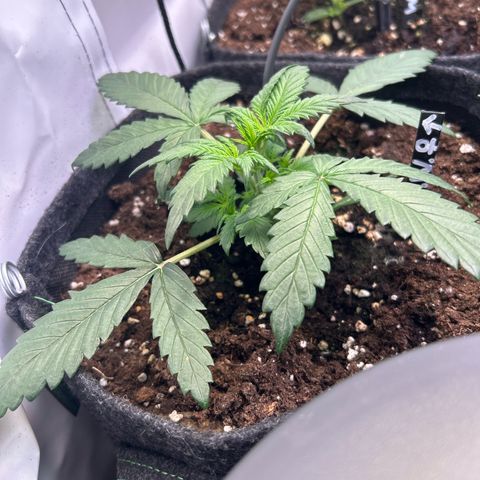 White Widow Automatic growlog timeline photo