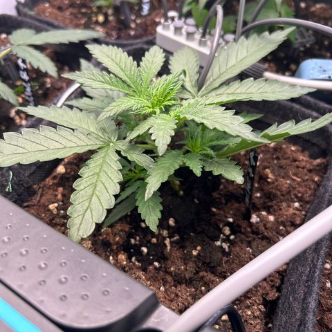 White Widow Automatic growlog timeline photo