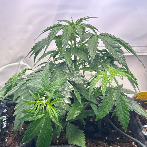 Northern Light Automatic growlog timeline photo