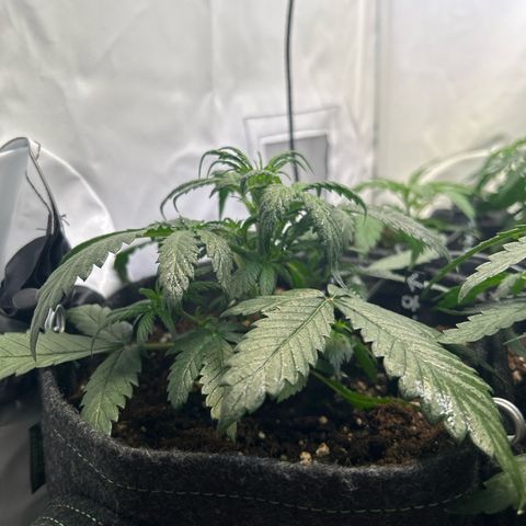 White Widow Automatic growlog timeline photo
