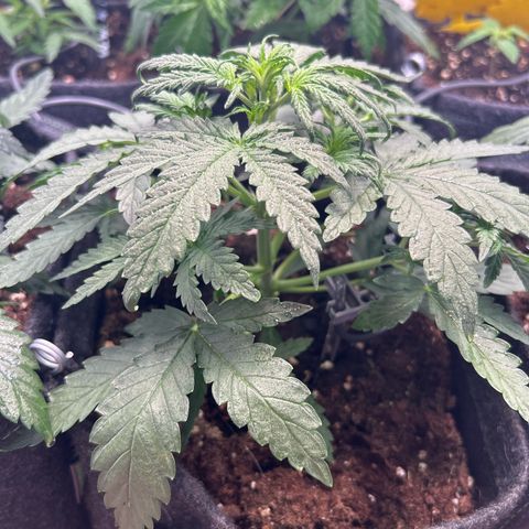 White Widow Automatic growlog timeline photo