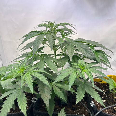 Northern Light Automatic growlog timeline photo