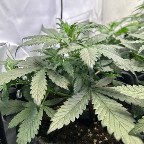 White Widow Automatic growlog timeline photo