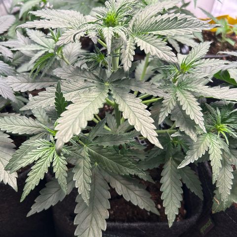 White Widow Automatic growlog timeline photo