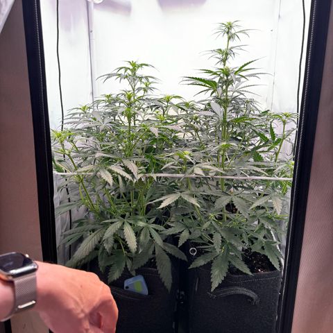 White Widow Automatic growlog photo: Blüte voll im Gange. 