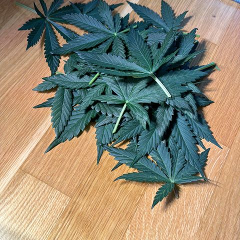 White Widow Automatic growlog timeline photo