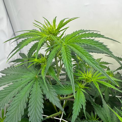 Northern Light Automatic growlog timeline photo