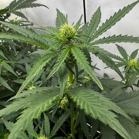 White Widow Automatic growlog timeline photo