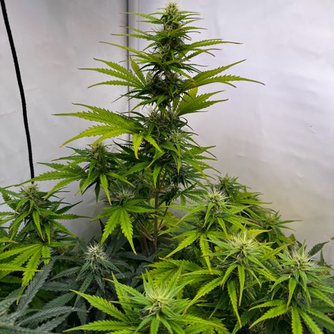 Northern Light Automatic growlog timeline photo