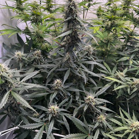 White Widow Automatic growlog timeline photo