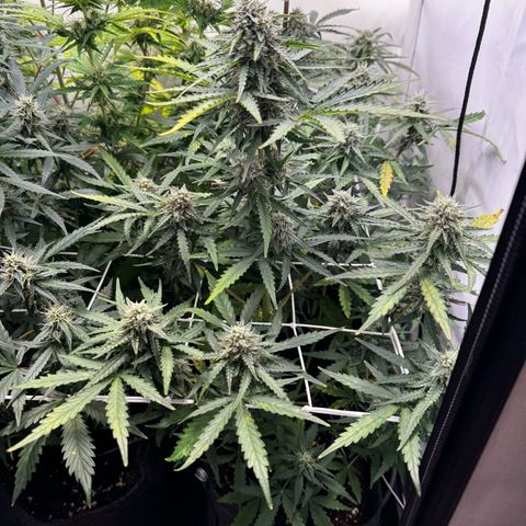 White Widow Automatic growlog timeline photo