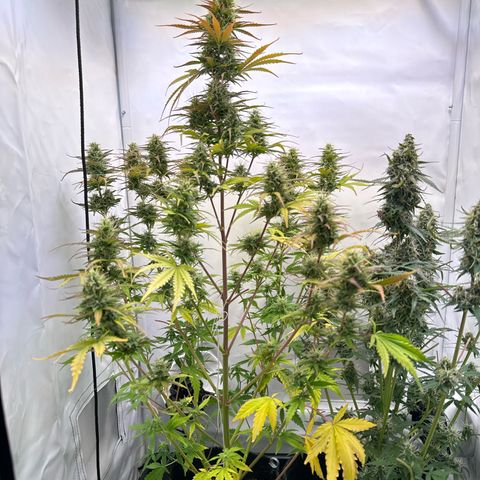 Northern Light Automatic growlog timeline photo