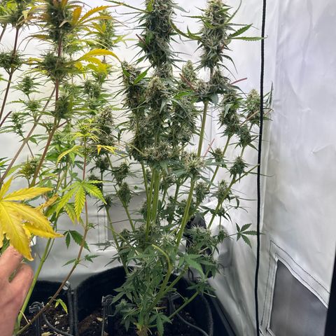 White Widow Automatic growlog timeline photo