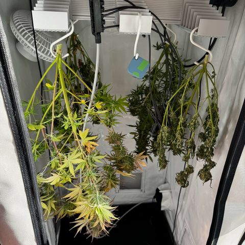 White Widow Automatic growlog timeline photo