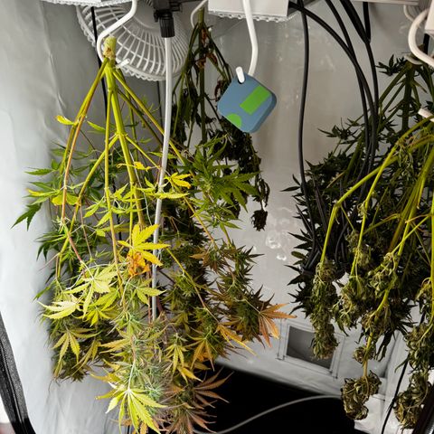 White Widow Automatic growlog timeline photo