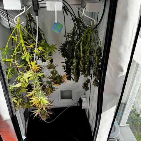 White Widow Automatic growlog timeline photo