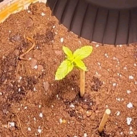 Hampton  growlog photo: Day 1 transfered 