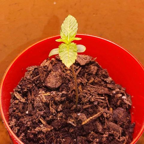 Hampton  growlog timeline photo