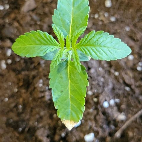 Hampton  growlog photo: Day 11
