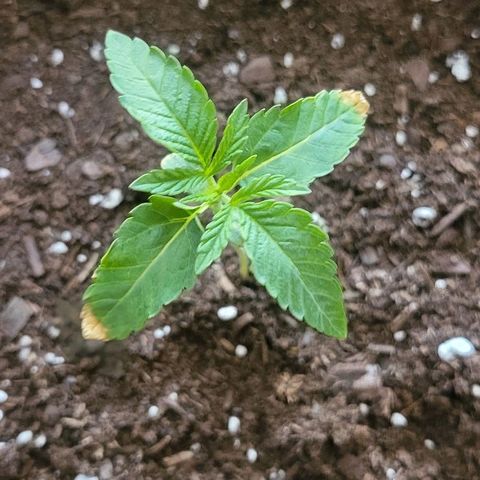 Hampton  growlog photo: Day 12