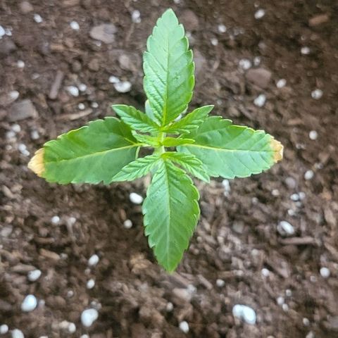 Hampton  growlog timeline photo