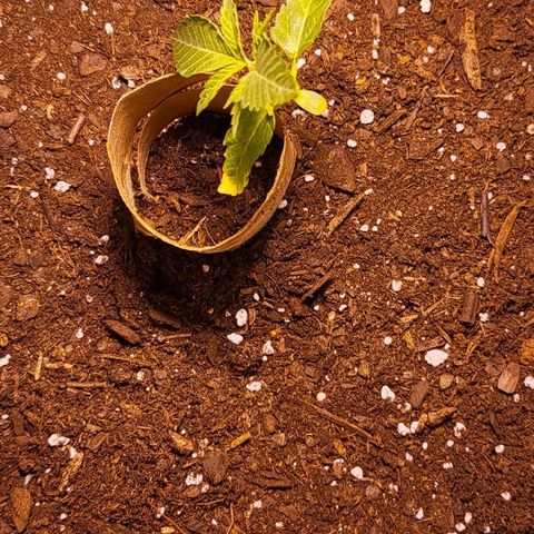 Hampton  growlog photo: Feel over. Day 13