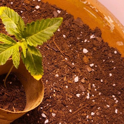 Hampton  growlog photo: Feel over. Day 13