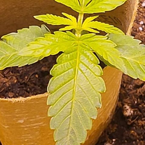 Hampton  growlog timeline photo
