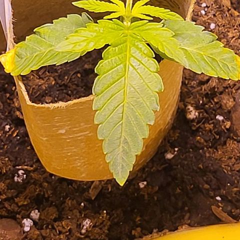 Hampton  growlog timeline photo